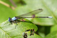 Blue-fronted Dancer