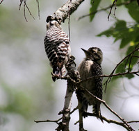 Ladder-backed Woodpecker female feeding juvenile