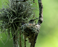 Black-chinned Hummingbird Nest