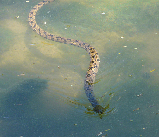Diamondback Water Snake By Bill Skinner
