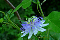 Passion Flower by Bill Skinner 8/7/2011