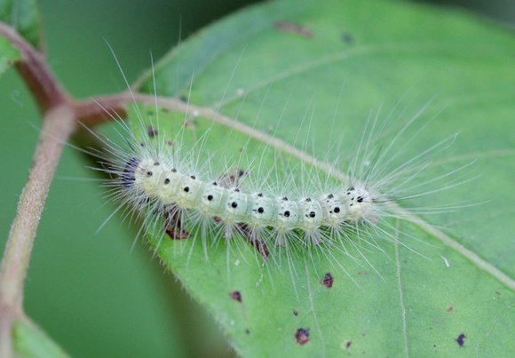 Webworm Caterpillar