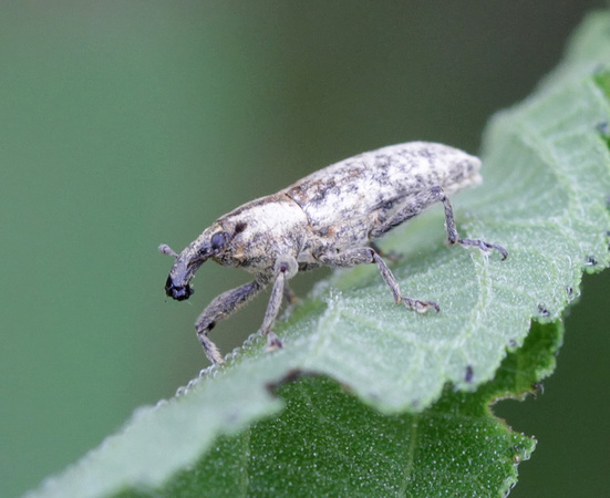 Snout Beetle-Weevil