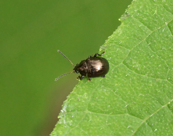 Metallic Leaf Beetle (Crepidodera)