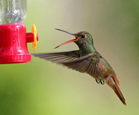 Buff-bellied Hummingbird 5/18/14