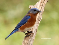 Eastern Bluebird