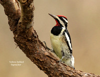 Yellow-bellied Sapsucker