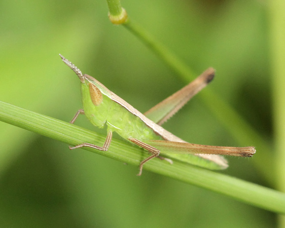 Slant-faced Grasshopper