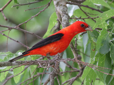 Scarlet Tanager 4/16/13