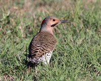 Northern Flicker Yellow-shafted male