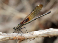 American Rubyspot female