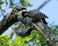 Ladder-backed Woodpecker male & female