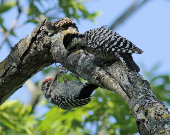 Ladder-backed Woodpecker male & female