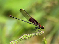 American Rubyspot male