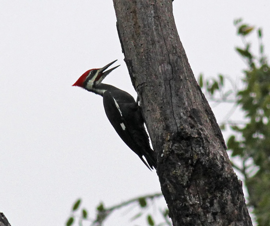 Pileated Woodpecker 10/27/13