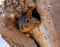 Fox Squirrel