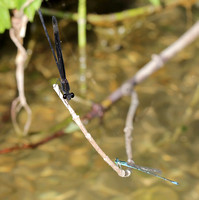 Smoky Rubyspot - Stream Bluet