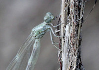 Teneral stage of Damselfly