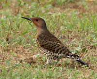 Northern Flicker Yellow-shafted female