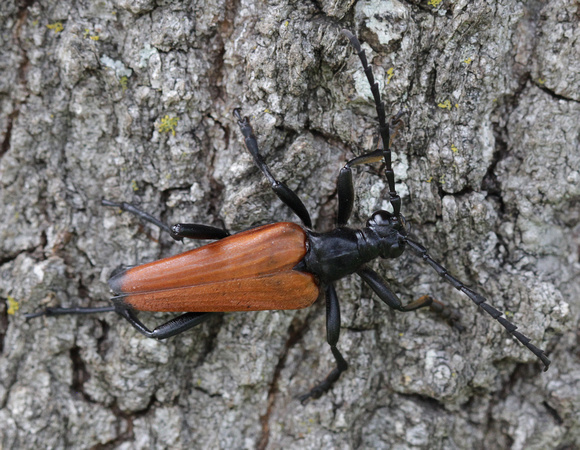 Gigas Longhorn Beetle
