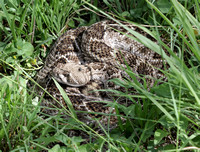 Diamondback Rattlesnake