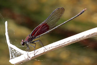 American Rubyspot male