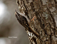 Brown Creeper