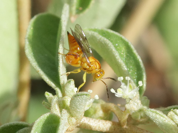 Chalcididae Wasp