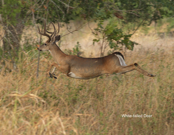 White-tailed Deer