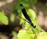 Smoky Rubyspot