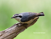 Red-breasted Nuthatch