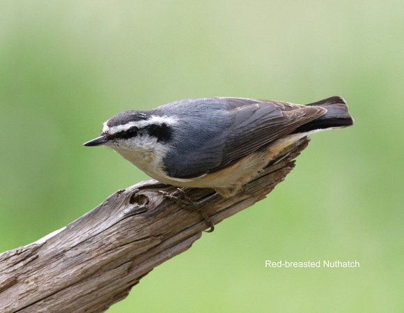 Red-breasted Nuthatch